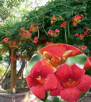 Кампсіс (Текома) "Flamenco"  