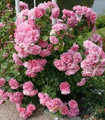 Троянда паркова "Therese Bugnet"