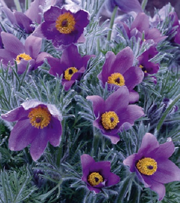Сон-трава "Pinwheel Blue Violet Shades"