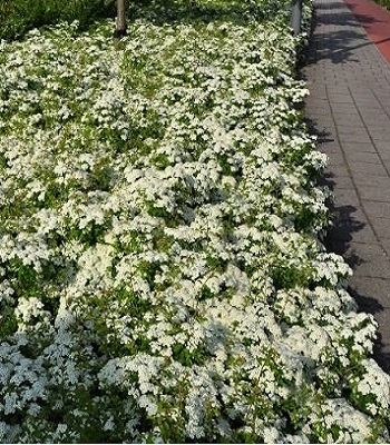 Спірея бордюрна (білі щитки) 