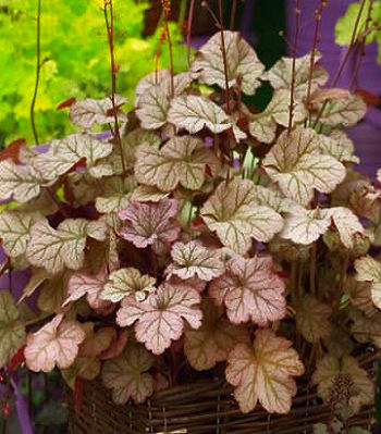 Гейхера "Brown Sugar" 