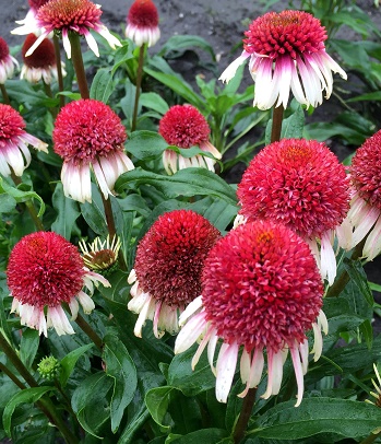 Ехінацея "Strawberry and Cream" 