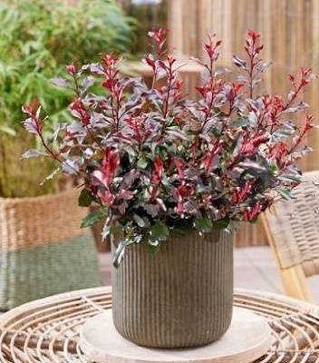 Фотінія "Corallina"