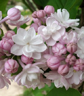 Бузок "Beauty" 