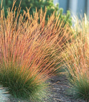 Festuca glauca "Sunrise" 