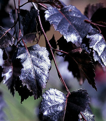 Береза плакуча "Purpurea" 