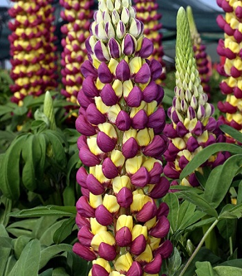 Люпин "Manhattan Lights" 