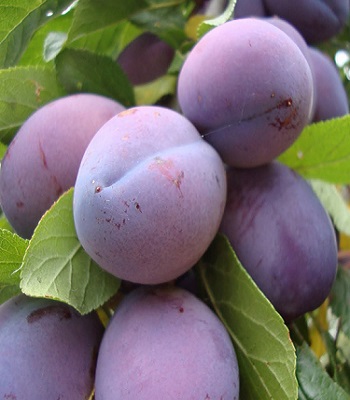 Слива "Анна Шпет" 