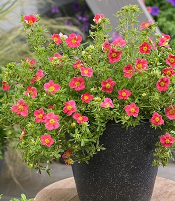 Лапчатка кущова "Danny Boy" 