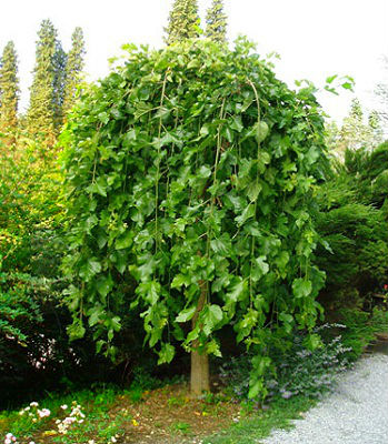 Шовковиця "Pendula" (Привита на штамбі)