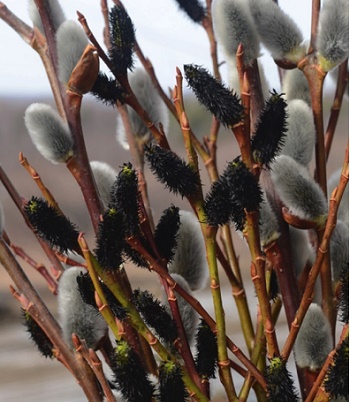 Верба "Melanostachys" 