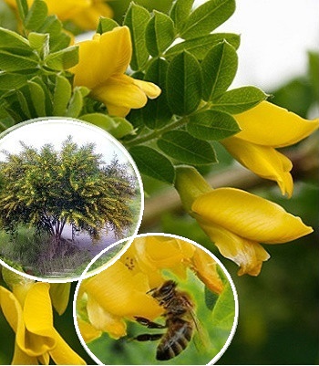 Карагана деревовидна (жовта акація)