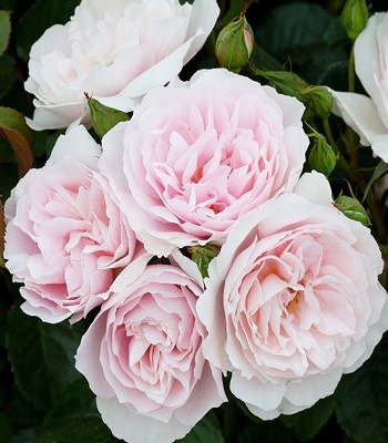 Троянда флорибунда "Natascha Richardson"