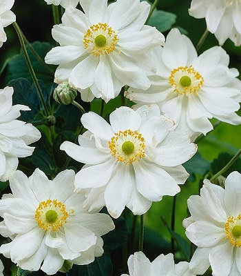 Анемона "Whirlwind" 