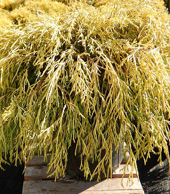 Кипарисовик горохоплідний "Filifera Aurea Nanа" 