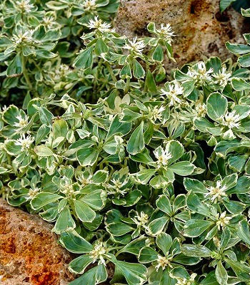 Пахісандра "Variegata"