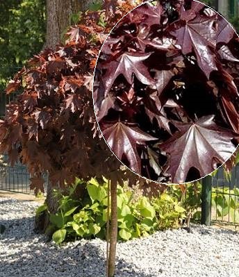 Клен звичайний "Crimson Sentry" (Привитий на штамбі)