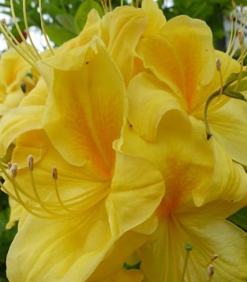 Азалія "Anneke"