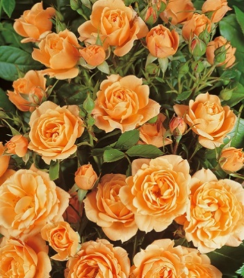 Троянда спрей "Клементина" 