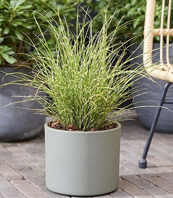 Miscanthus sinensis "Little Tiger"