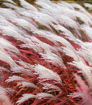 Miscanthus sinensis "Lady in Red"