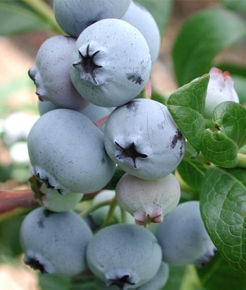 Лохина "Nelson" 