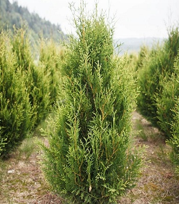 Туя західна "Aureospicata"