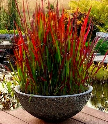 Imperata cylindrica "Red Baron" 