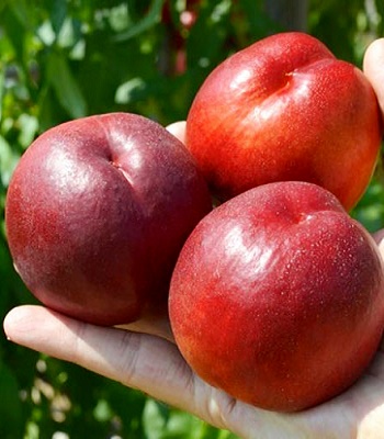 Нектарин "Біг-Топ"