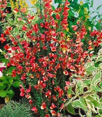 Ракитник "Andreanus" 