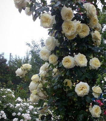 Троянда плетиста "Ельф" 