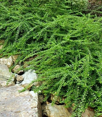 Жимолость шапочна  