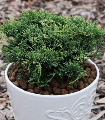 Ялівець горизонтальний "Neumann Select" 