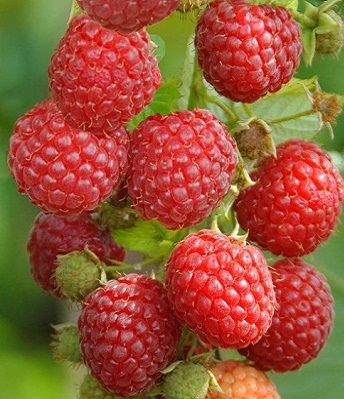Малина "BonBonBerry"Yummy" 