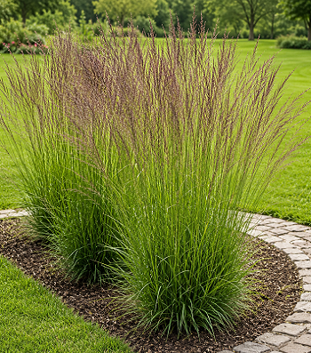 Molinia caerulea "Heidezwerg"