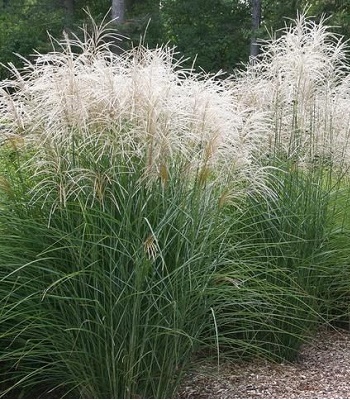Miscanthus sinensis "Graziella" 