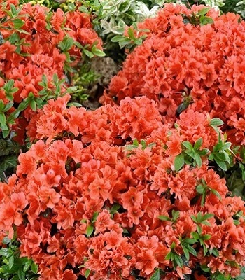 Азалія японська "Juliette" 