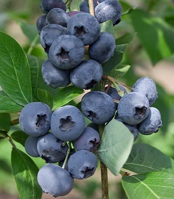 Лохина "Bluejay" 