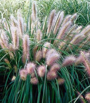 Pennisetum "Red Head" 