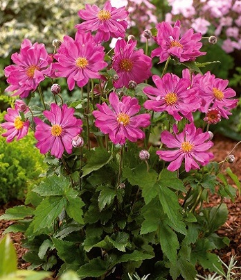 Анемона "Prinz Heinrich" 