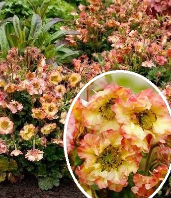 Гравілат "Petticoats Peach" 