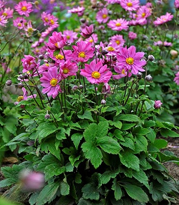 Анемона "Garden Breeze Rosy Red" 