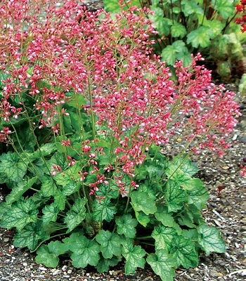 Гейхера "Rex Peppermint"