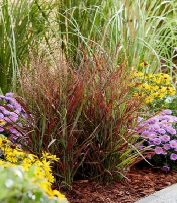 Panicum virgatum "Hot Rod"