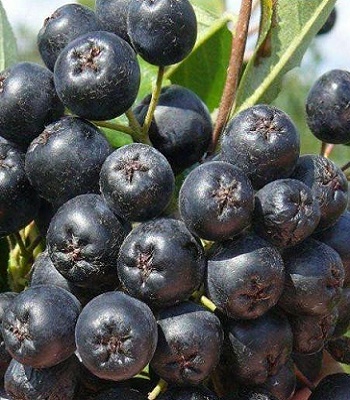 Аронія "Hugin" 