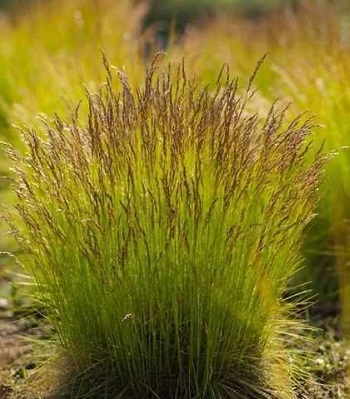 Deschampsia flexuosa "Tatra Gold"
