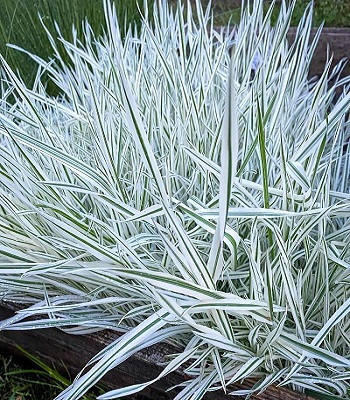 Holcus mollis "Jackdaws Cream"