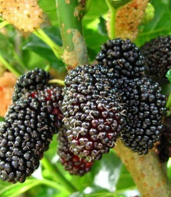 Шовковиця "Illinois Everbearing"