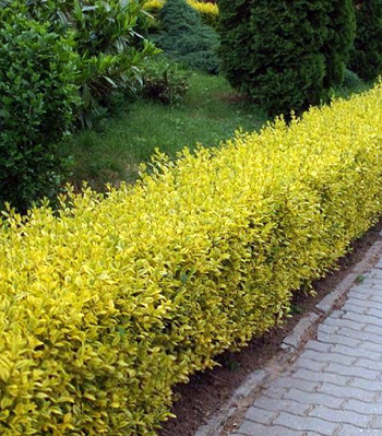 Бірючина "Vicaryi"