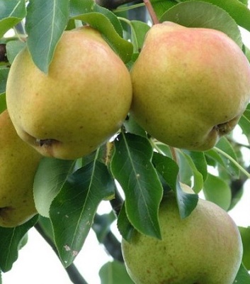 Груша зимова Кучерянка